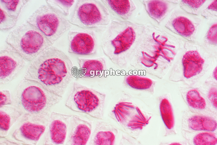 Mitoses de cellules de racine d'Ail - Coloration au Feulgen x160 - gryphea.com